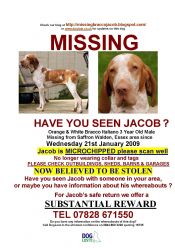 Urgent - Missing Dog